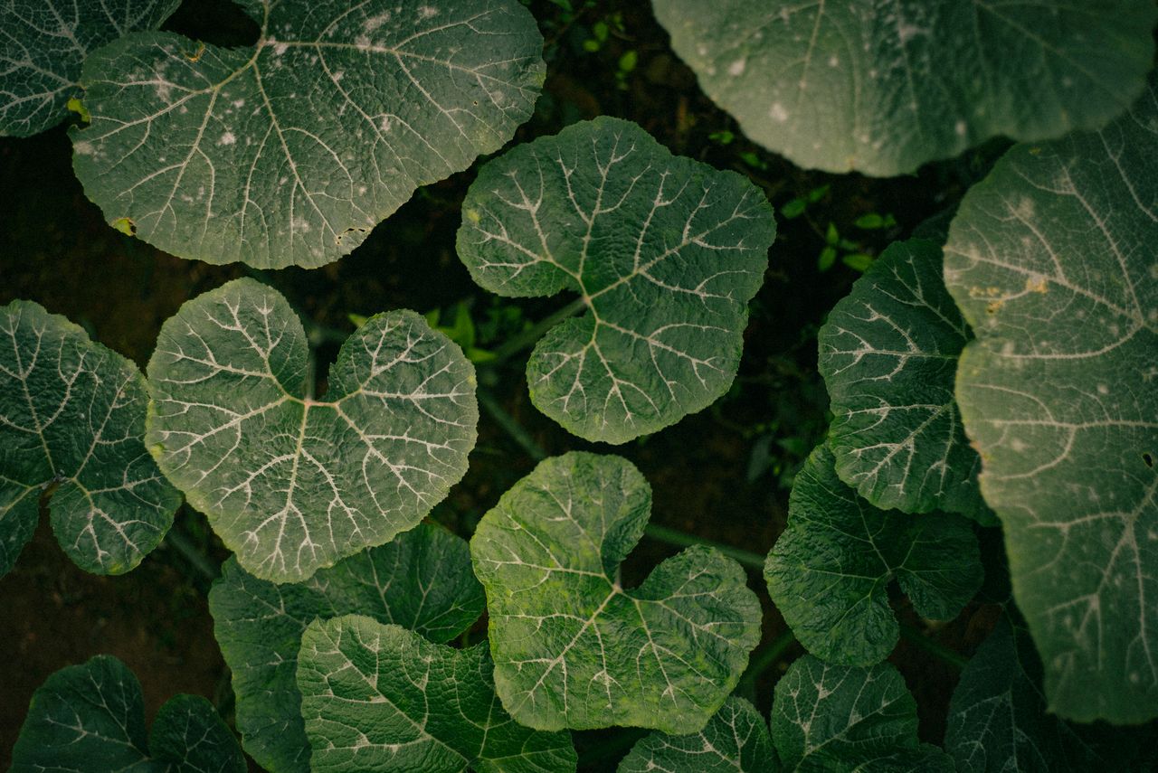 Top view of vibrant green leaves with detailed veins, showcasing natural beauty in Hanoi, Vietnam.