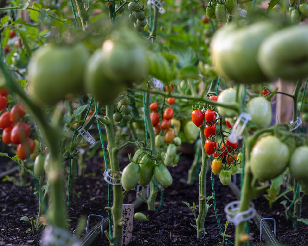 Home Close-up of ripe and unripe tomatoes growing on lush plants in a garden.