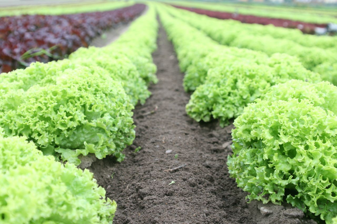 Close-up of vibrant green lettuce rows in a well-tended agricultural field.